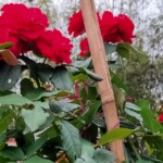 100+ Beautiful Pictures of Flowers, Free Download 7 Beautiful Red Flowers in the Backyard Images