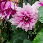 100+ Beautiful Pictures of Flowers, Free Download 1 White Dahlia Flower Garden Images in Full Bloom