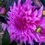 100+ Beautiful Pictures of Flowers, Free Download 6 Vibrant pink Dahlia Flower Images in Full Bloom