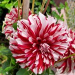 100+ Beautiful Pictures of Flowers, Free Download 5 Red Dahlia Flower Images in Full Bloom