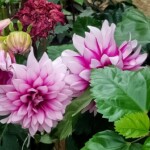 100+ Beautiful Pictures of Flowers, Free Download 4 White Dahlia Flower Images in Full Bloom