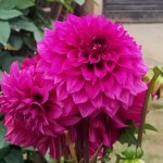 100+ Beautiful Pictures of Flowers, Free Download 3 Pink Dahlia Flower Images in Full Bloom