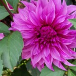 100+ Beautiful Pictures of Flowers, Free Download 2 Pink Dahlia Flower Images in Full Bloom