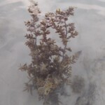 100+ Beautiful Pictures of Flowers, Free Download 68 a beautiful plant in beach