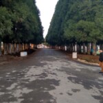 road with conical trees