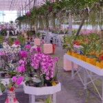 100+ Beautiful Pictures of Flowers, Free Download 70 a nursery with many flowers