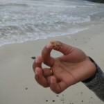 a small shrimp in hand
