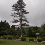 a-tree-standing-tall-in-a-park
