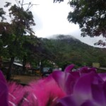 beautiful flower scene