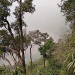 beautiful jungle view