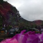 beautiful scene with flowers