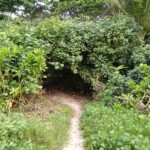 dense caves in jungles