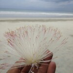 flower in hand