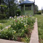 100+ Beautiful Pictures of Flowers, Free Download 73 flower plantation