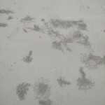 footsteps on the beach waters