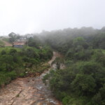 forests