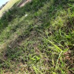 grassland