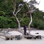man standing on a dry tree