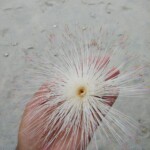 man with a sea creature in hand