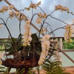 100+ Beautiful Pictures of Flowers, Free Download 74 orchid bloaom