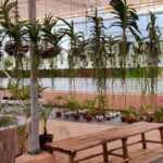 100+ Beautiful Pictures of Flowers, Free Download 75 orchids hanging