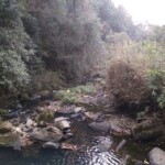 rivulet