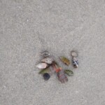 seashells