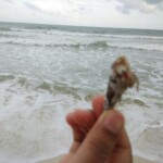 shell in palm