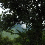 trees in forests