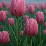 100+ Beautiful Pictures of Flowers, Free Download 89 free flowers