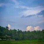 village scene with coconut trees in the background