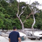 walking towards a fallen tree