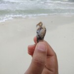 women holding a shell in fingers on a beach