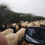 A remote rural road in Porbandar