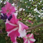 Beautiful pink and white flowers Beautiful pink and white flowers