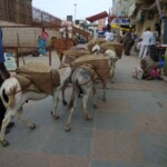 Donkey trail Donkey trail