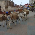 Donkeys on the road