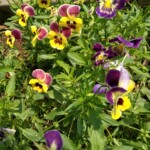 Colorful Flowers Colorful Flowers