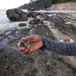 a shell in palm