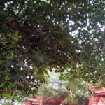 Laxmi Narayan Mandir