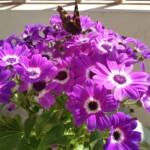 Purple flower plantation Purple flower plantation