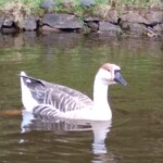 a beautiful swan in a pond