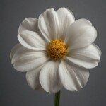 a delicate white flower a delicate white flower