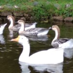a fleet of ducks
