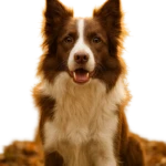 100+ Best Quality Dog Images | Easy Download | High Resolution 44 dog images