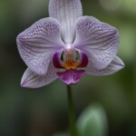 a purple flower blooming a purple flower blooming