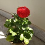 a red flower plant a red flower plant