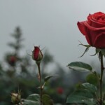 a red rose a red rose