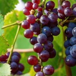 100+ Best Fresh Fruits and Vegetables Pictures for Free Download 12 fruits and vegetables pictures