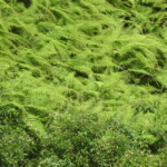 carpet of ferns